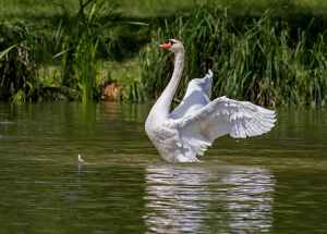 swan-water-bird-animal-nature-54635.jpeg